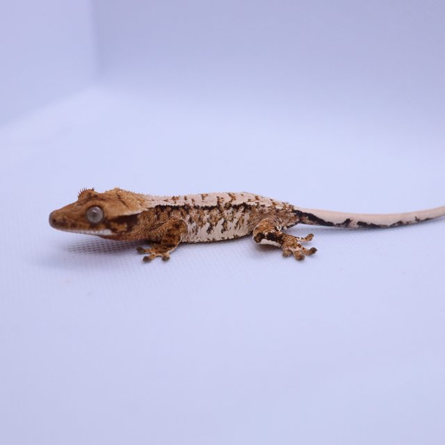 트라이 익스트림할리퀸