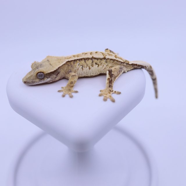 트라이 익스트림할리퀸