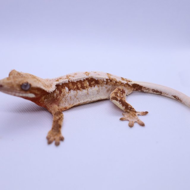 트라이 레드 익스트림할리퀸