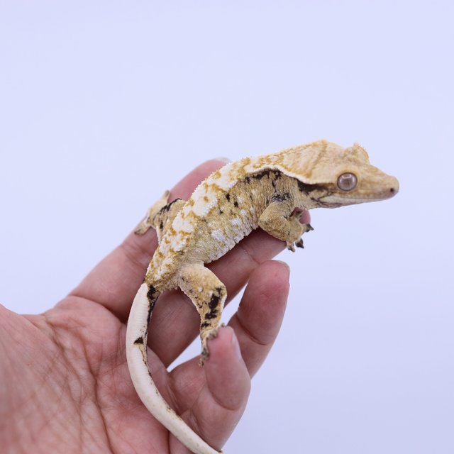 트라이 화이트스팟