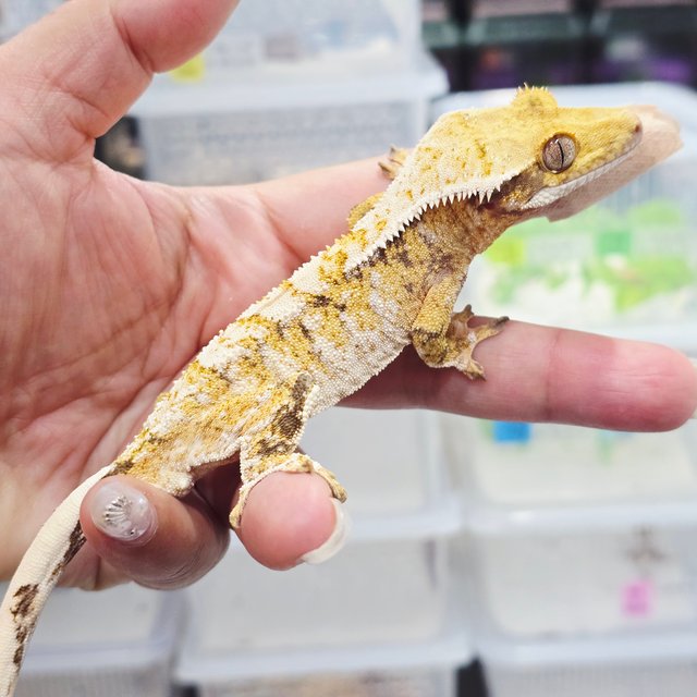 트라이 익스트림할리퀸