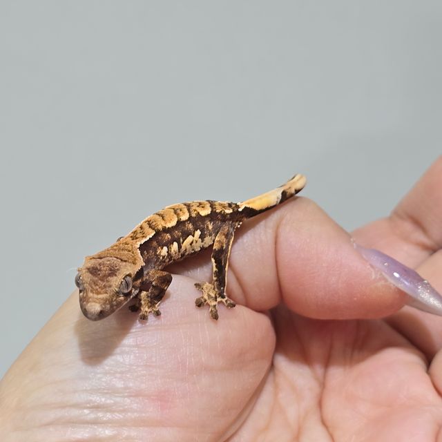 트라이