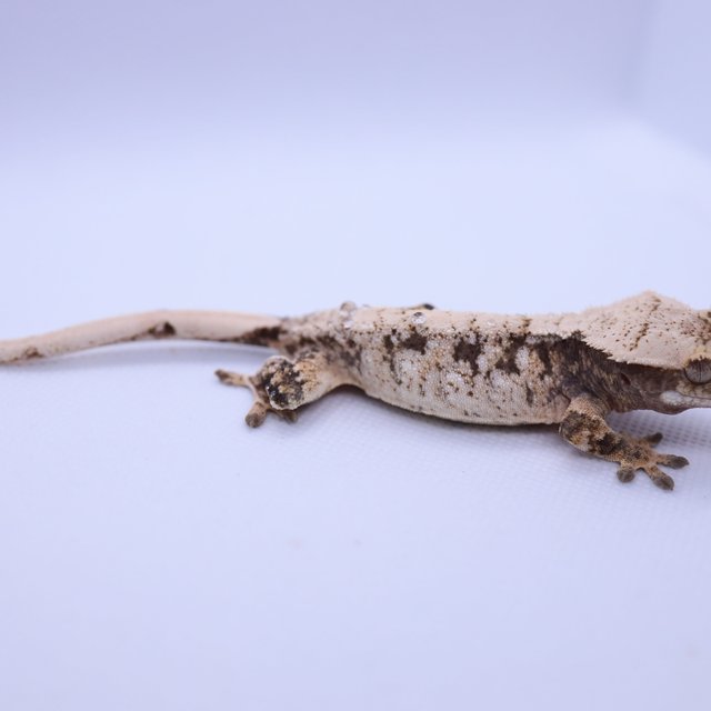 트라이 익스트림할리퀸