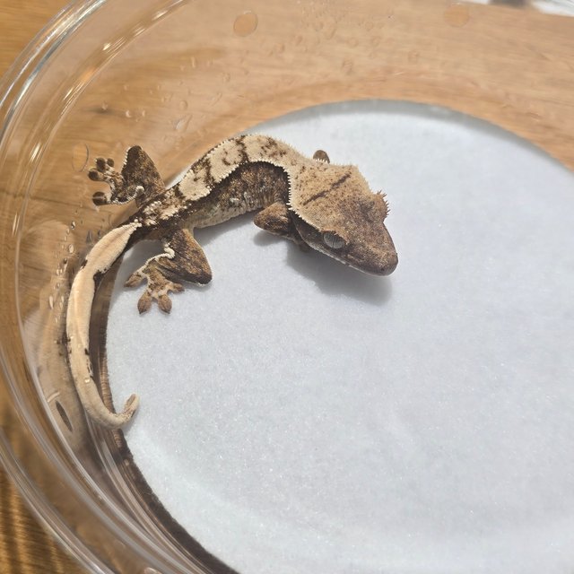 트라이 익스트림할리퀸