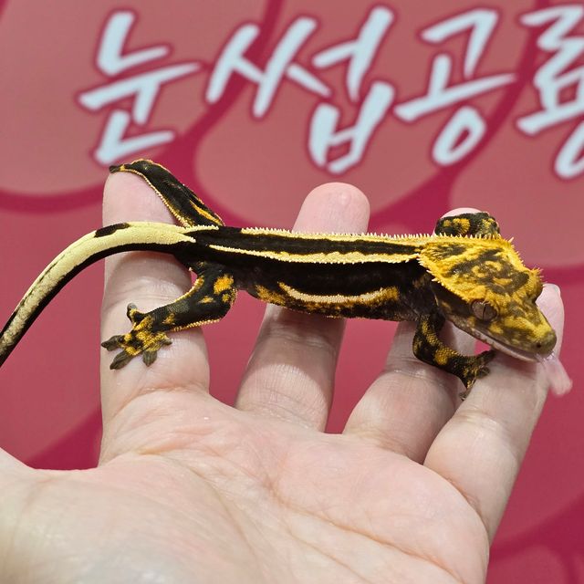 엠티백