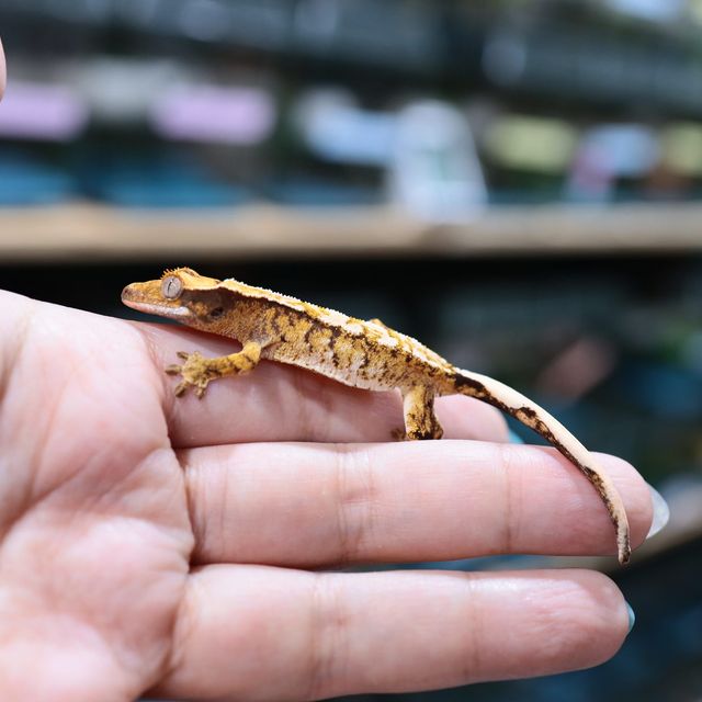 트라이