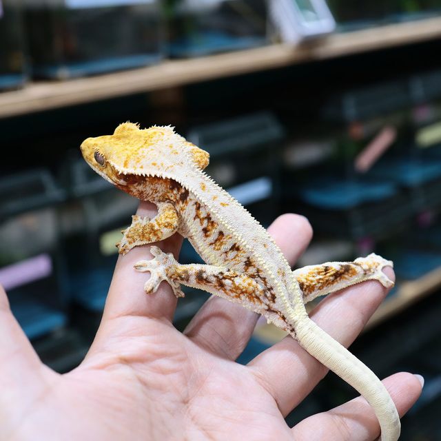 릴리화이트 트라이