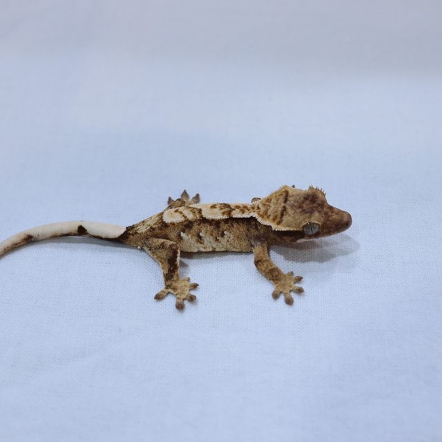 트라이