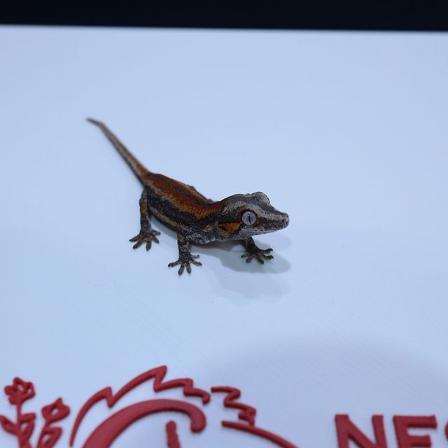 레드 스트라이프