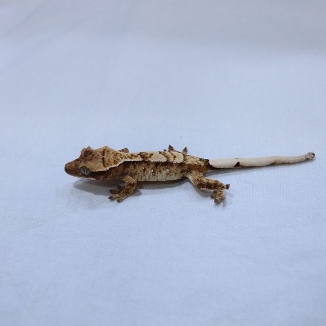 트라이