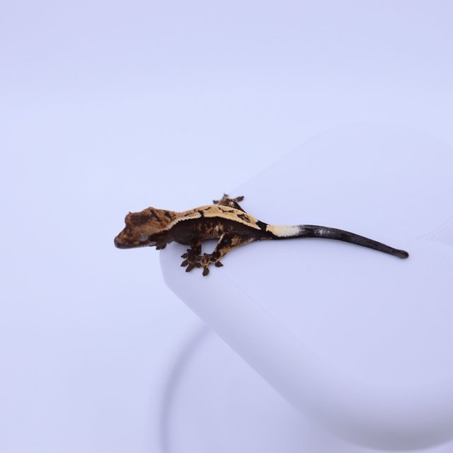 세이블 100%헷아잔틱