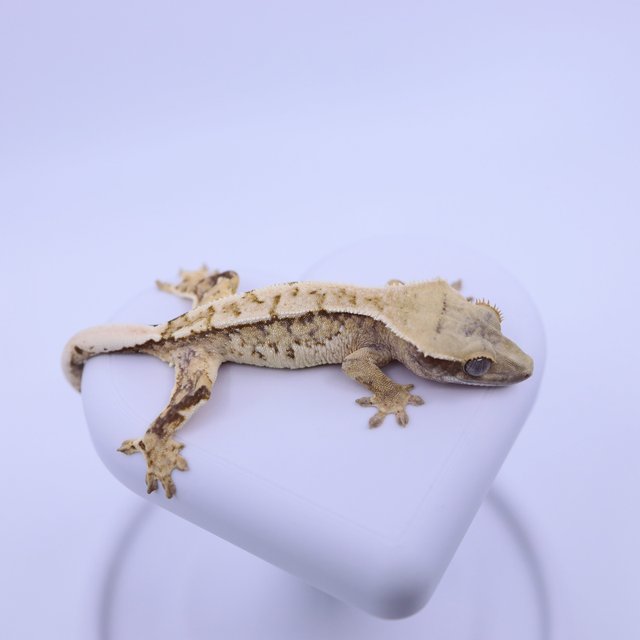 트라이 익스트림할리퀸