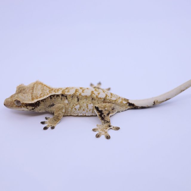 트라이 화이트스팟