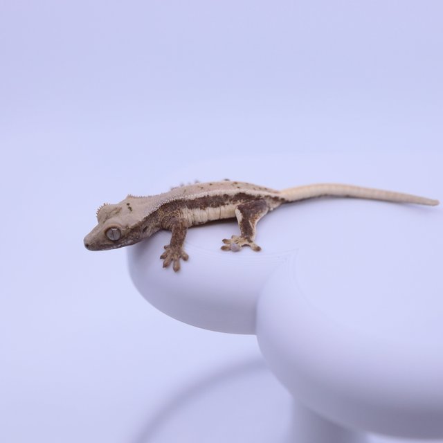 릴리100%헷아잔틱