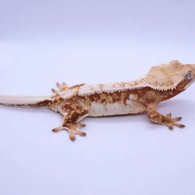 트라이 레드 익스트림할리퀸