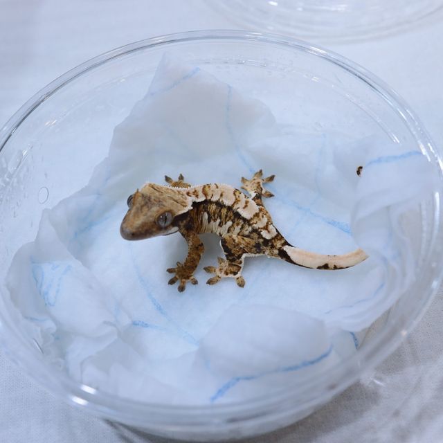 트라이 익스트림할리퀸