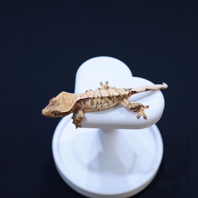 트라이 익스트림할리퀸
