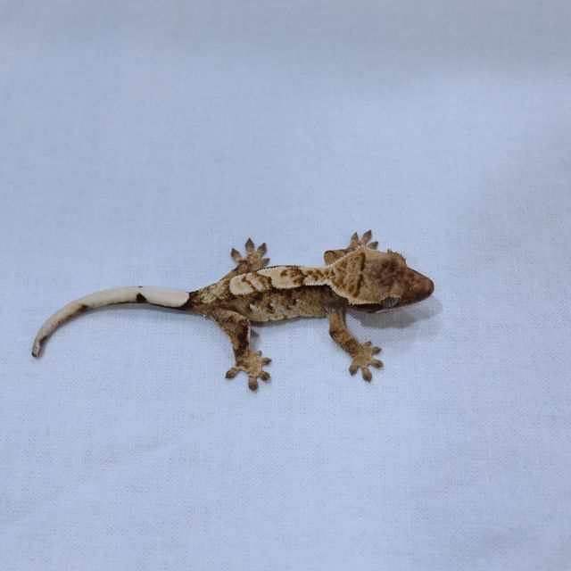 트라이