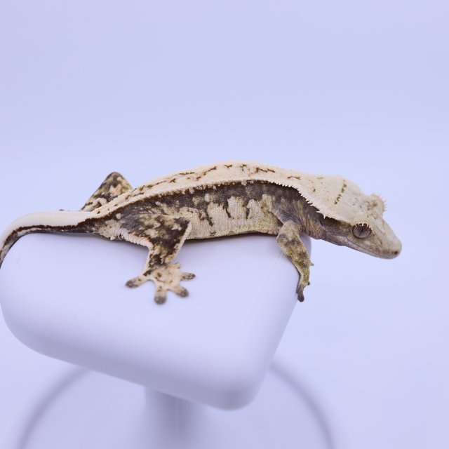 트라이 익스트림할리퀸 쿼드