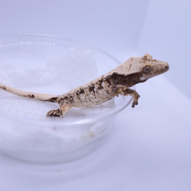 트라이 익스트림할리퀸