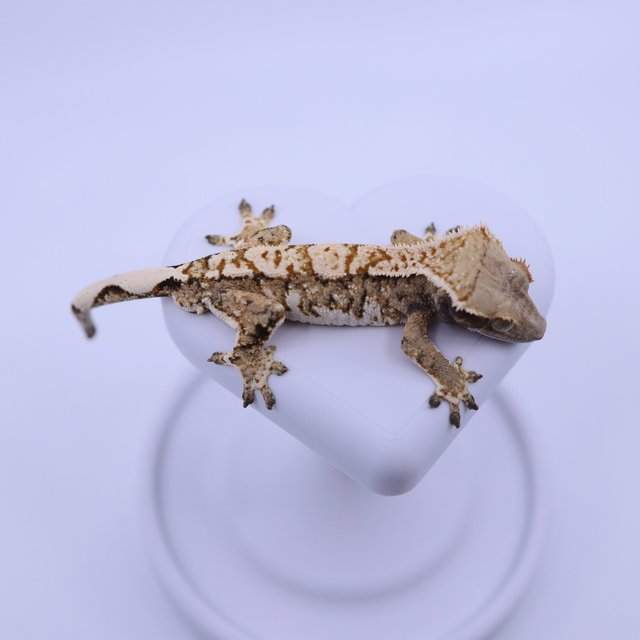 트라이 익스트림할리퀸 화이트크라운