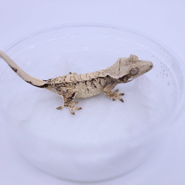 트라이 익스트림할리퀸