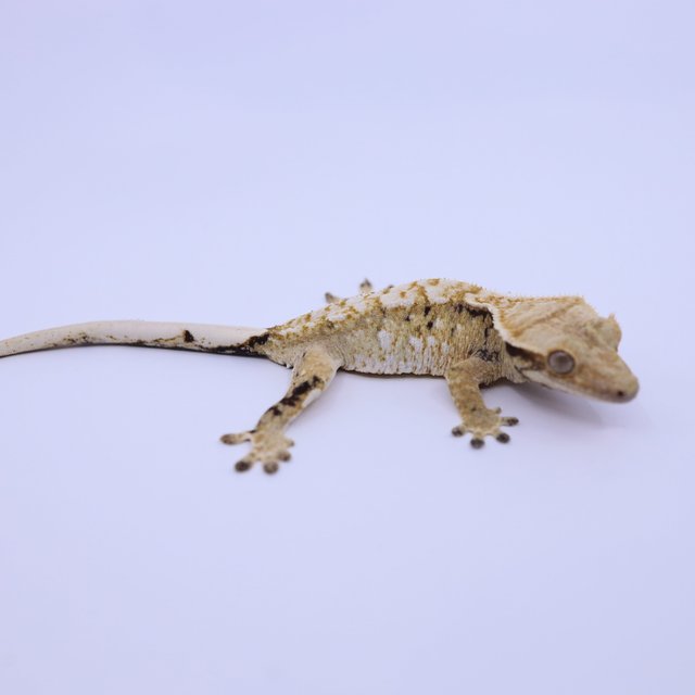 트라이 화이트스팟