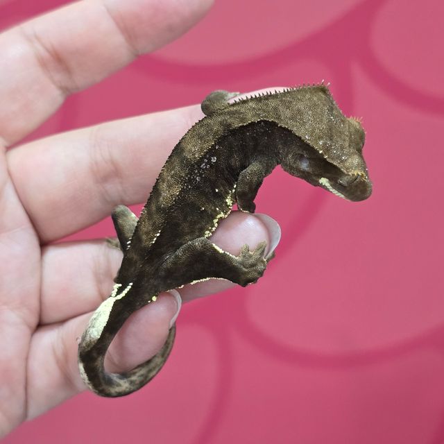 챠콜