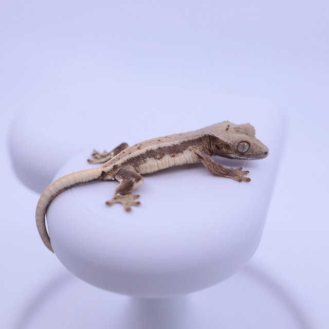 릴리100%헷아잔틱