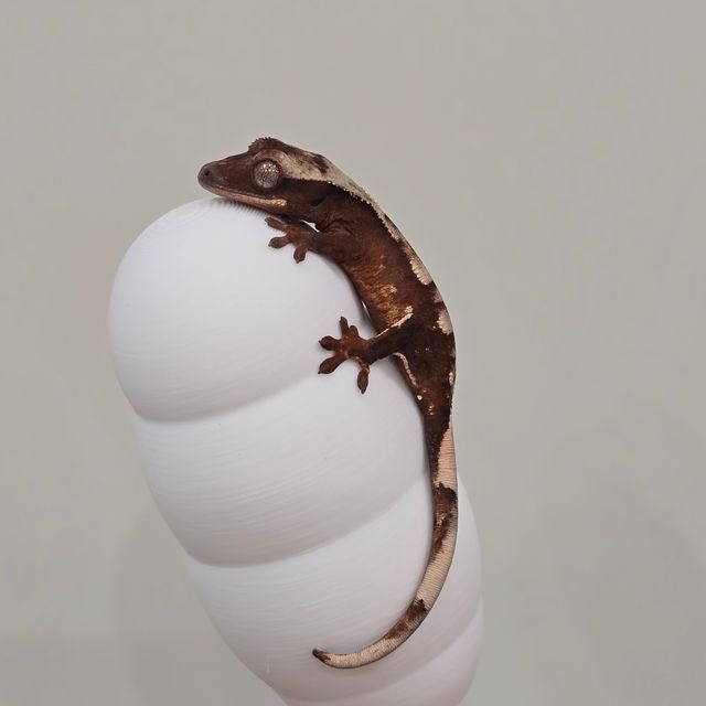 초초