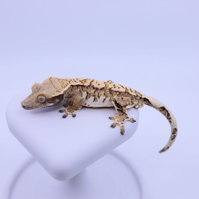 트라이 익스트림할리퀸 화이트크라운