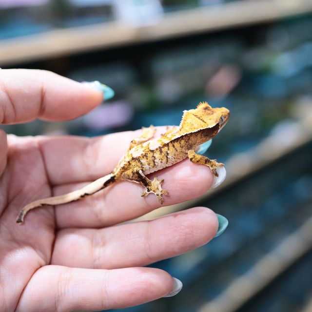 트라이