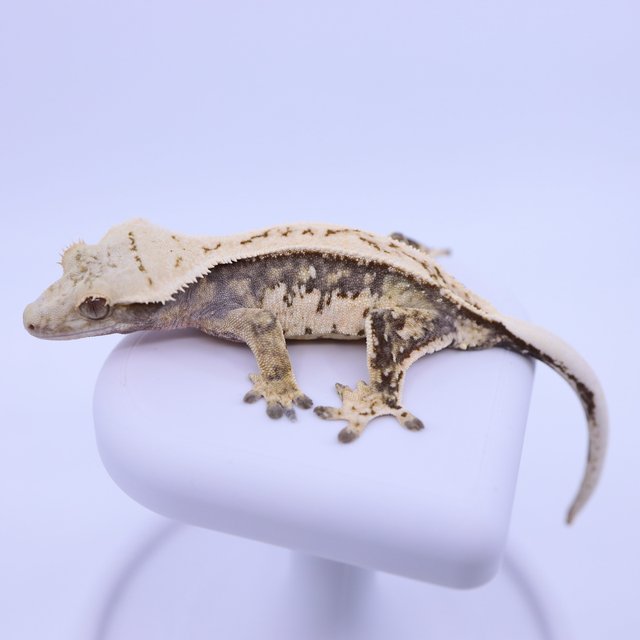 트라이 익스트림할리퀸 쿼드