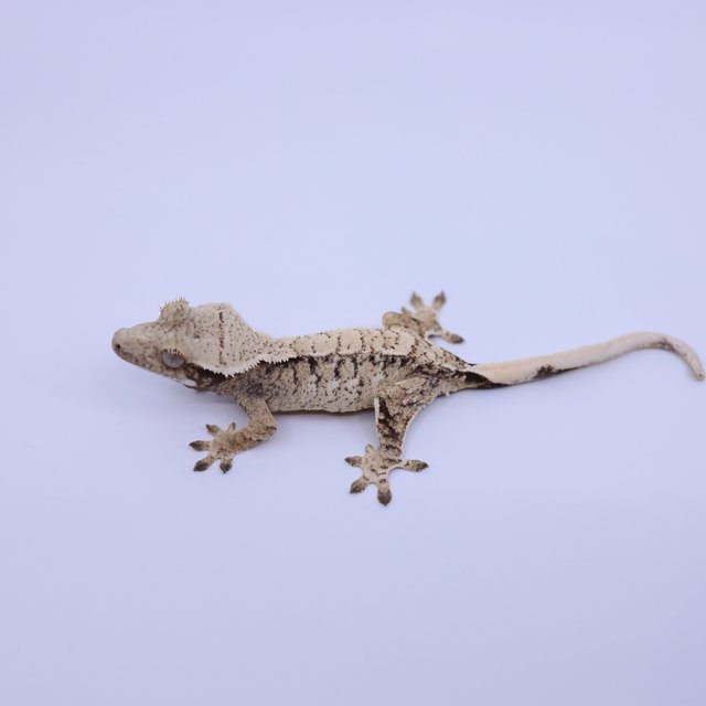 트라이 익스트림할리퀸