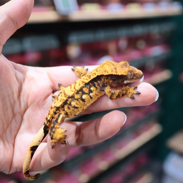 트라이