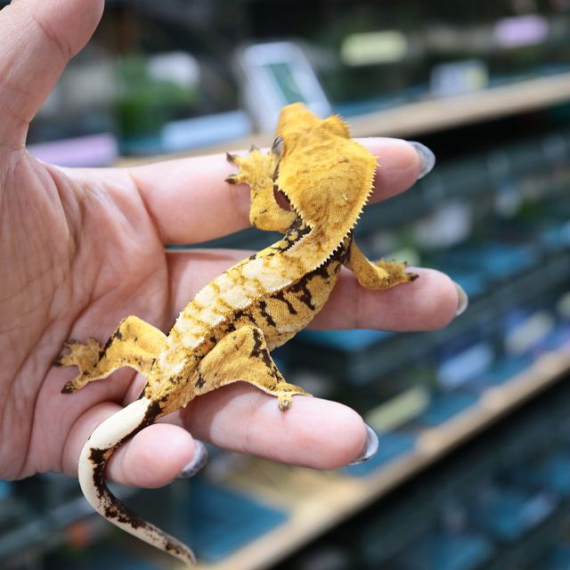 트라이