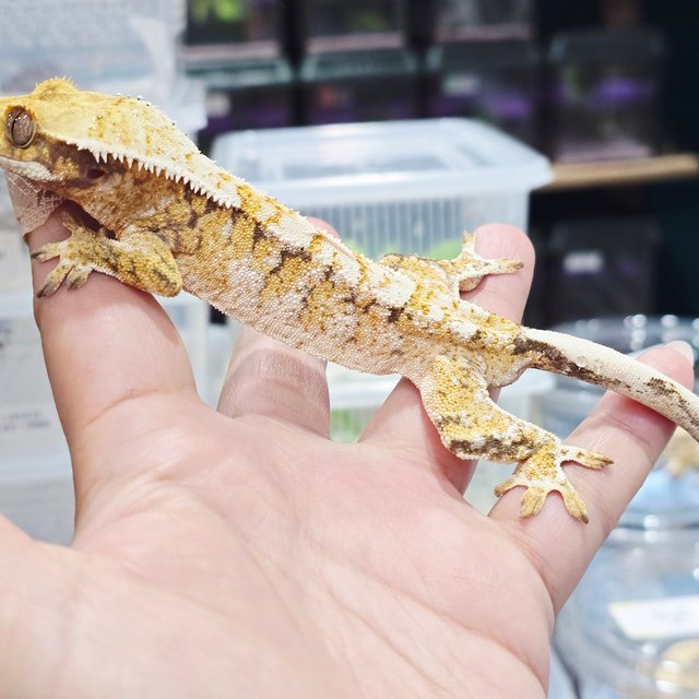 트라이 익스트림할리퀸