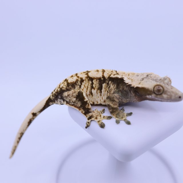 트라이 익스트림할리퀸