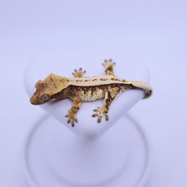 익스트림할리퀸 핀스트라이프 트라이