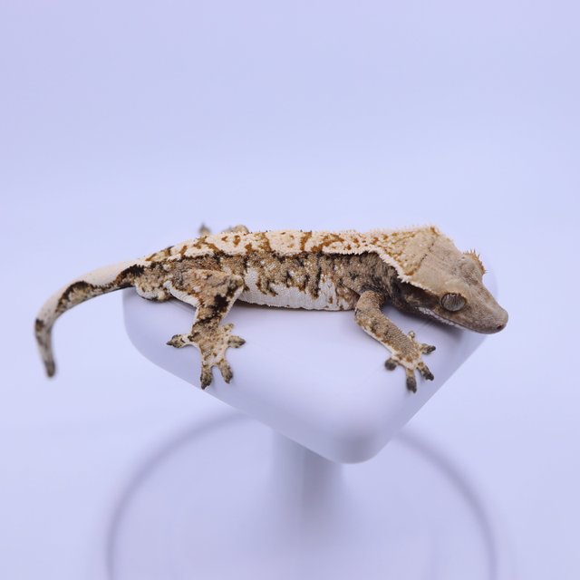 트라이 익스트림할리퀸 화이트크라운