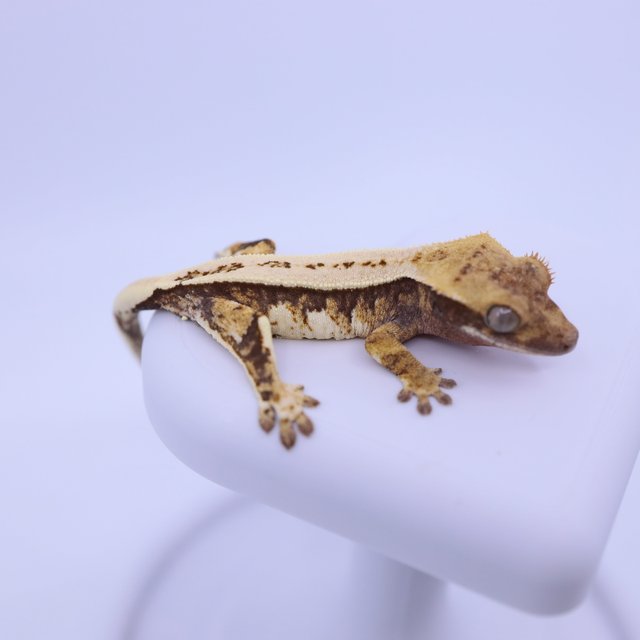 익스트림할리퀸 핀스트라이프 트라이