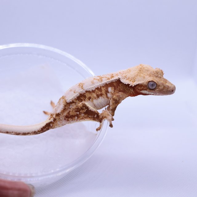 트라이 레드 익스트림할리퀸