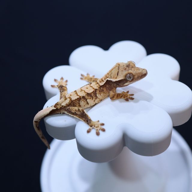 트라이 익스트림할리퀸