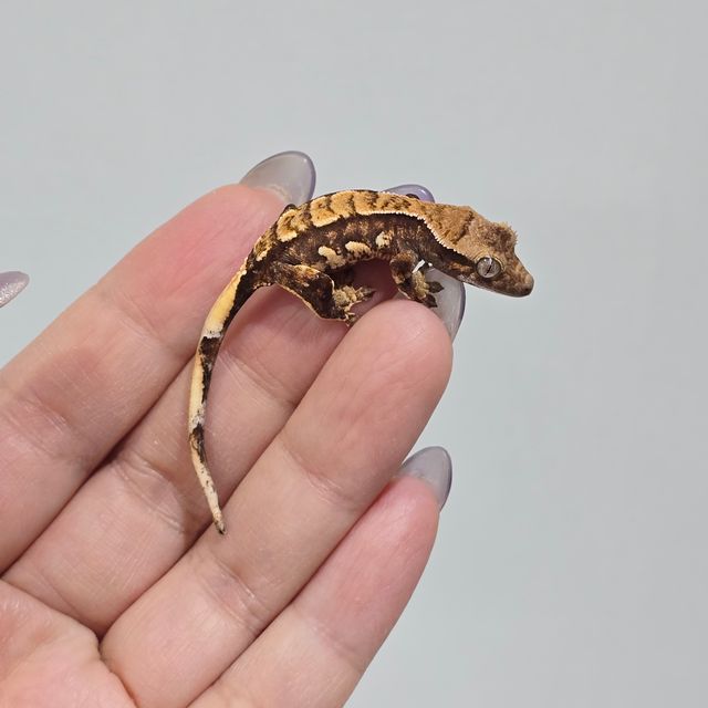 트라이