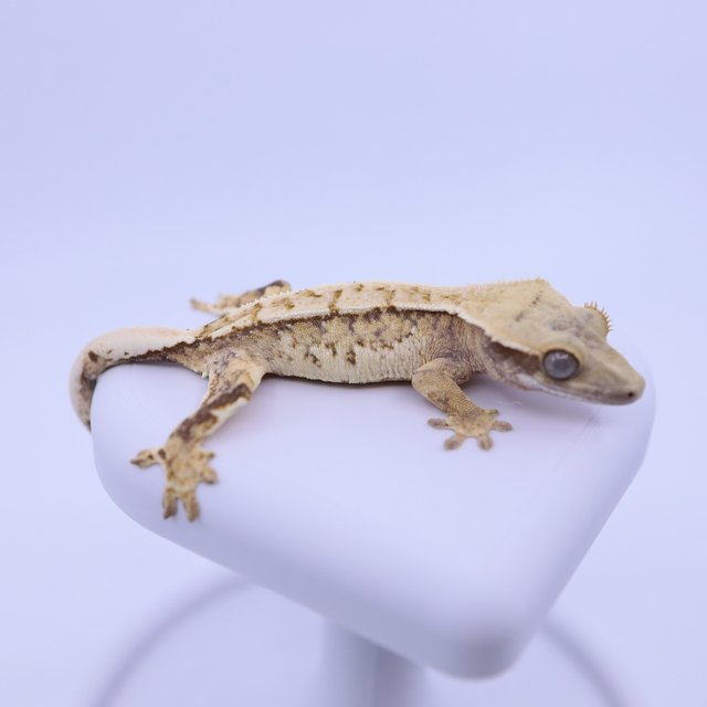 트라이 익스트림할리퀸