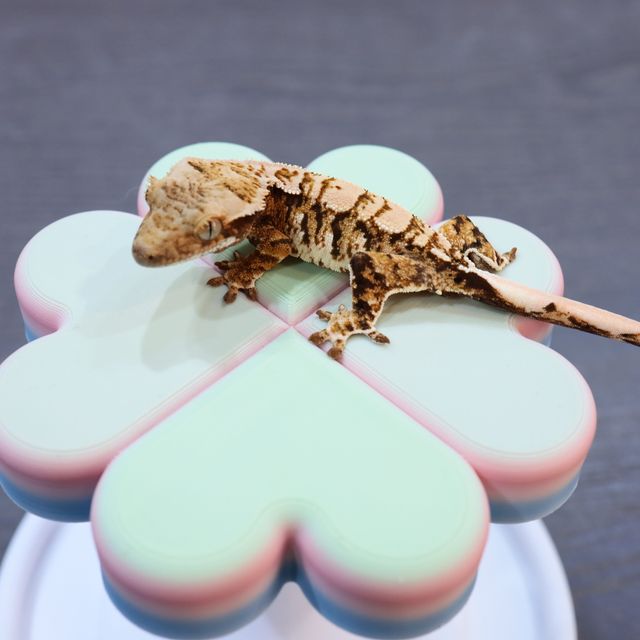 트라이