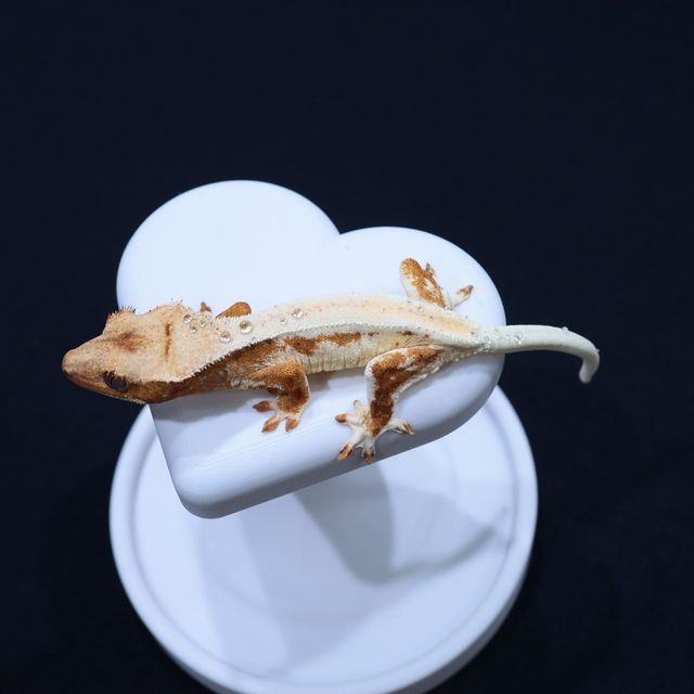릴리화이트 크림