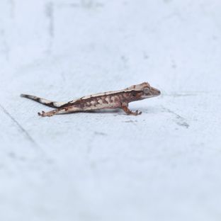 세이블
