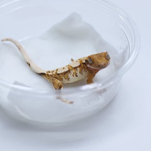 영킹