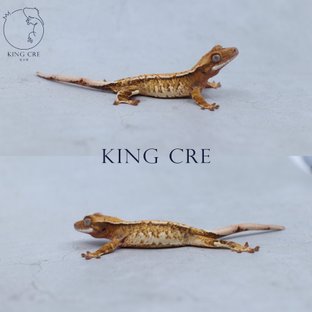 노멀 트라이